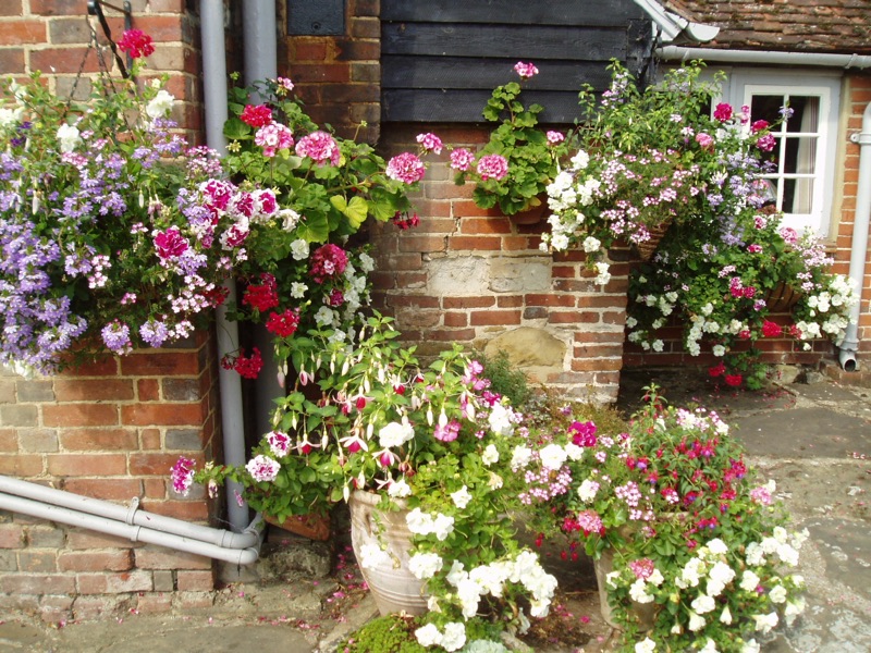 Geraniums, fuchsias and trailing lobelia in hanging baskets and pots against the old brick and black weatherboarding of the farm buildings