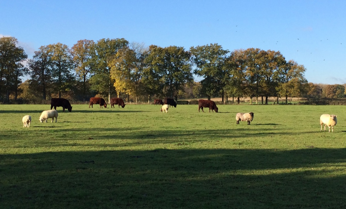 Pedigree Sussex cattle and sheep grazing together in a large field at Goffsland Farm, with a line of oaks in autumn colour behind them