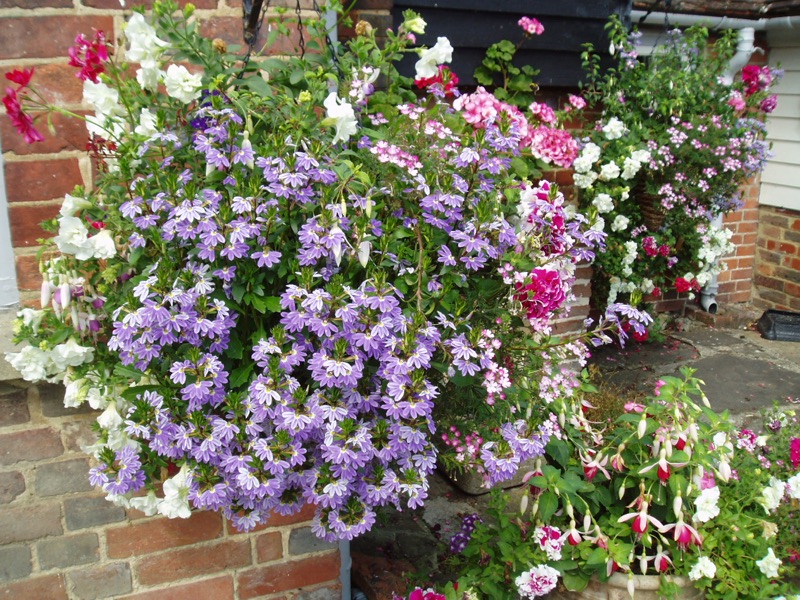 Trailing purple and white flowers spilling out of pots and baskets against the old brick wall of the farm buildings